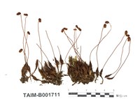 藏品(檜葉金髮苔)的圖片